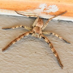 Palystes superciliosus