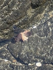 Pollicipes polymerus