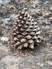 Pinus sabiniana
