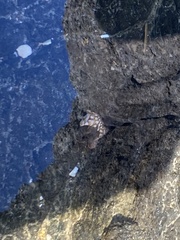 Pollicipes polymerus