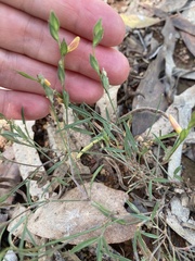 Zornia dyctiocarpa