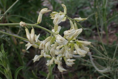 Astragalus trichopodus