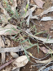 Zornia dyctiocarpa