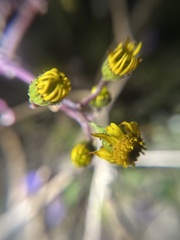 Senecio californicus