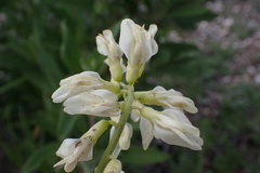 Astragalus trichopodus