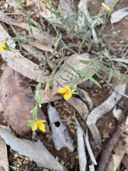 Zornia dyctiocarpa
