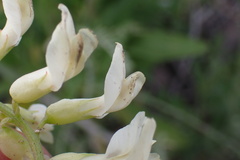 Astragalus trichopodus