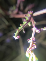 Senecio californicus