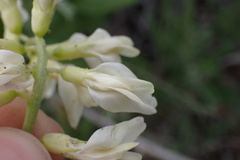 Astragalus trichopodus