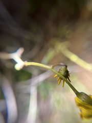 Senecio californicus