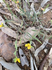 Zornia dyctiocarpa