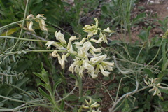 Astragalus trichopodus