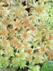Sphagnum fuscum