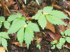 Elatostema laetevirens