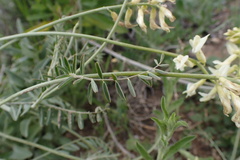 Astragalus trichopodus