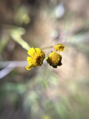 Senecio californicus
