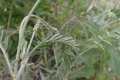 Astragalus trichopodus