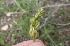 Astragalus trichopodus