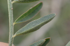 Astragalus trichopodus