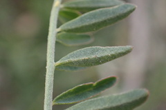 Astragalus trichopodus