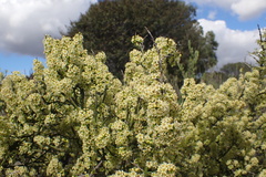 Adolphia californica