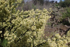 Adolphia californica