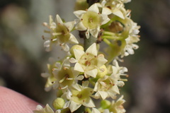 Adolphia californica