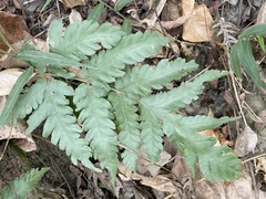 Tectaria fuscipes