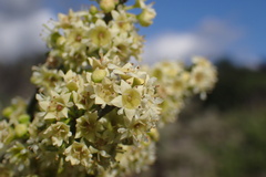Adolphia californica
