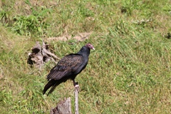 Cathartes aura septentrionalis