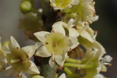 Adolphia californica