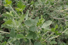 Malacothamnus fasciculatus