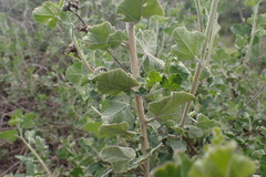 Malacothamnus fasciculatus