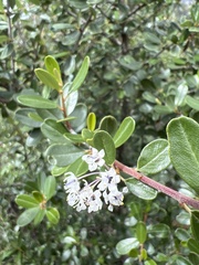 Ceanothus megacarpus