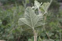 Malacothamnus fasciculatus