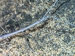 Parabacillus hesperus