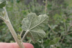 Malacothamnus fasciculatus