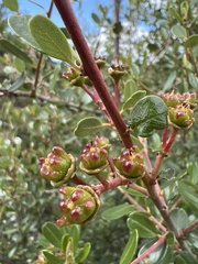 Ceanothus megacarpus