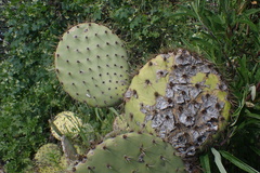 Opuntia oricola