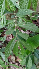 Elatostema lineolatum