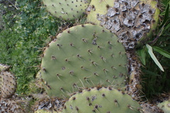 Opuntia oricola