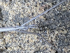 Parabacillus hesperus