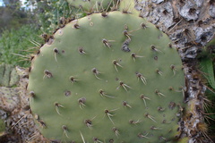 Opuntia oricola