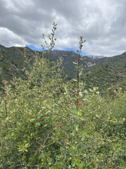 Ceanothus megacarpus