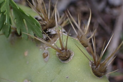 Opuntia oricola