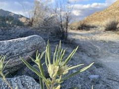 Mohavea confertiflora