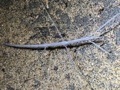 Parabacillus hesperus