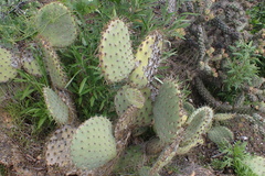 Opuntia oricola