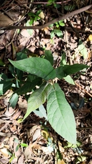 Ficus erecta beecheyana