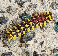 Cyclosia papilionaris